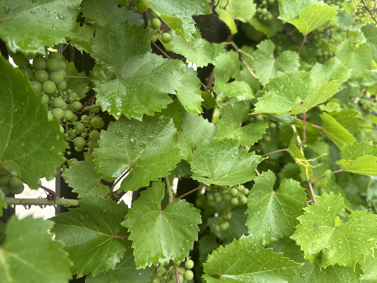 Grapevine