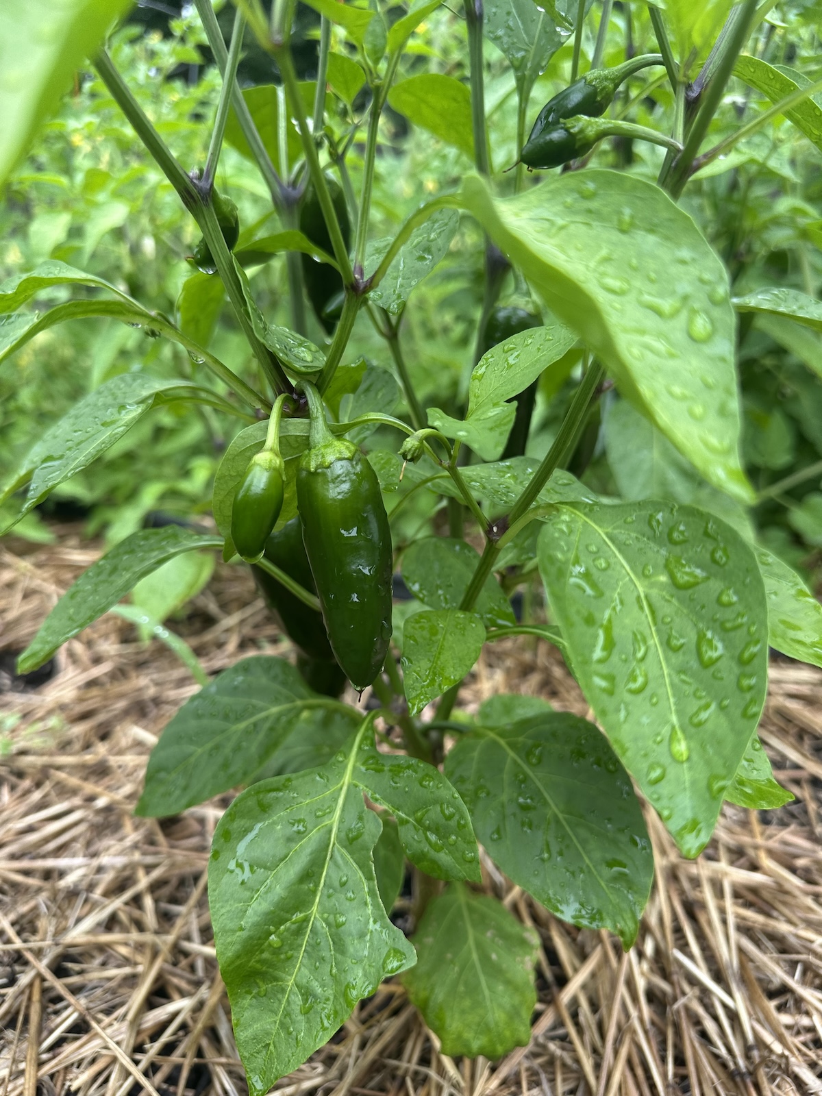 Jalapeno Plant