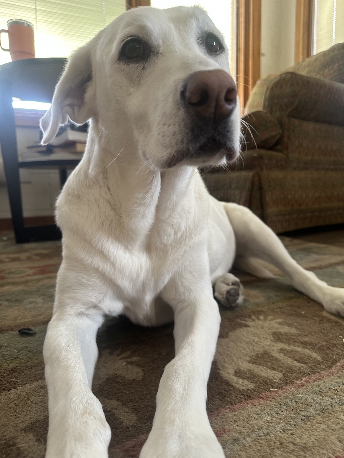 Lilly
