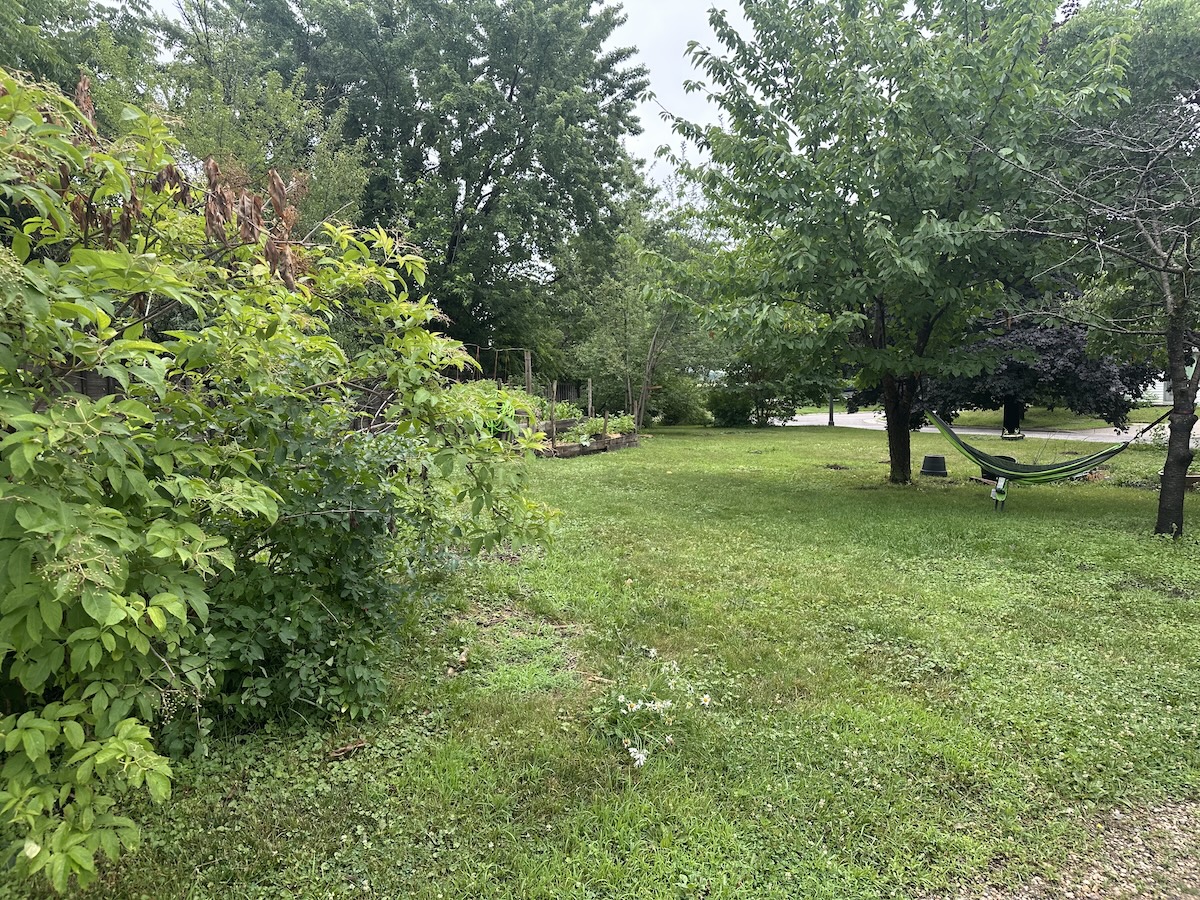 View of orchard with garden beds