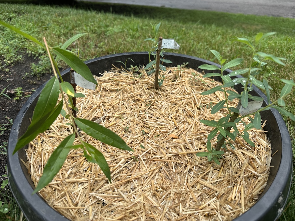 Willow Plant